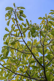 Image result for Ficus lutea