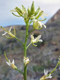 Image result for Sisymbrium burchellii