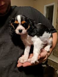 We have healthy shih tzu puppies for sale and adoption with shipping and 30 days money back guarantee. Cavalier King Charles Spaniel Dog For Adoption In Dayton Ohio Aspen In Dayton Ohio Dog Adoption King Charles Spaniel King Charles Cavalier Spaniel Puppy