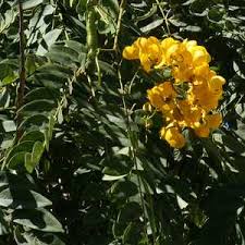 Image result for Senna spectabilis