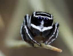 Males make vibrations with their hind legs, which are then picked up by sensory systems in females' legs. Meet Sparklemuffin And Skeletor New Australian Peacock Spiders Australian Geographic