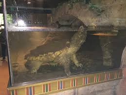 Pretty cheep, he is loving it! Leonardo The Giant Freshwater Turtle Is Kept In A Tiny Dark Tank Daily Mail Online