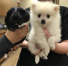 562 likes · 2 talking about this · 14 were here. Well Pet Clinic Sligo Petsclub