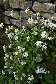 Image result for Arabis
