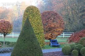 Die Pflanze Herbstfarbung Buche Und Eibe Garten Landschaftsbau Landschaftsbau Pflanzen