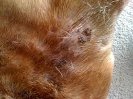 Pin On For Murphy