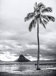 Black And White Photography Prints For Sale Kualoa Beach 1 Bw By James Aiken In 2020 Photography Prints Art Beach Art Beach