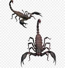 Bagaimana pendapat anda mengenai mewarnai gambar kalajengking di atas? Kalajengking Serangga Men Download Gambar Png