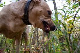 However, it's unclear how strong this natural immunity is and how long it lasts, so public health officials recommend that everyone aged 12 and up get vaccinated. Los Angeles Crescenta Valley Dog Park Dog Bite Lawyers Pintas Mullin Law Firm