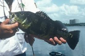 There are 15 known species of peacock bass, others will surely be described (but see the results based on dna data). Florida S Neglected Peacock Bass Fishing Bass Pro Shops