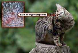 However, many other conditions can cause similar looking skin problems. Fleas Ticks Pets And What To Do