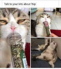 Imgur Funny Cat Memes Funny Animal Memes Funny Animal Images