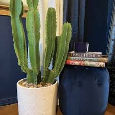 Image result for Euphorbia isacantha