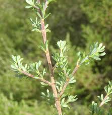 Image result for Cliffortia serpyllifolia