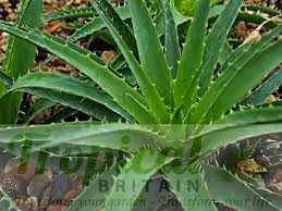 Image result for Aloe carnea