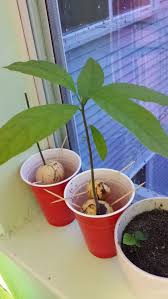 How To Grow An Avocado Tree At Home Growing An Avocado Tree Grow Avocado Avocado Tree