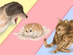 Maybe you would like to learn more about one of these? How To Care For Roborovski Hamsters With Pictures Wikihow