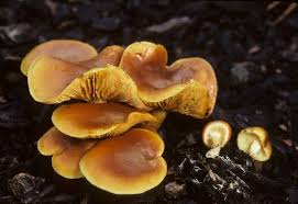 Image result for Gymnosporia pubescens