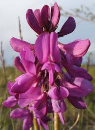 Image result for Hedysarum