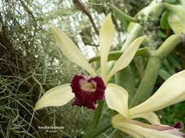 Image result for Vanilla imperialis