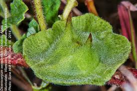 Image result for Dicerocaryum senecioides