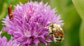 We did not find results for: Support Bees And Butterflies City Of Vancouver