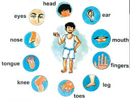 Body parts / face parts names. My Body Clipart For Kids Novocom Top