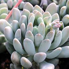 Kardeşlenerek çoğalan tür, bulunluğu saksı ya da ekili olduğu bölgeyi doldurur ve kaplar. Echeveria Elegans Blue Succulent Plants For Sale Blue Succulents Planting Succulents Succulents