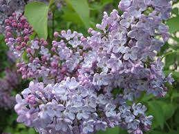 Most lilacs grow best in u.s. Syringa Wikipedia