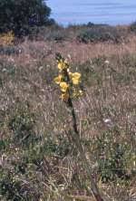 Image result for Eulophia sp. nov.