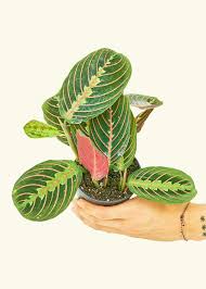 Image result for maranta
