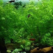 Semasa membersihkan akuarium anda, angkat ikan dan bersihkan gelas dan hiasan, kemudian tambahkan air segar yang dirawat. 9 Cara Mencegah Lumut Di Aquarium Jaga Kesehatan Ikan Hot Liputan6 Com