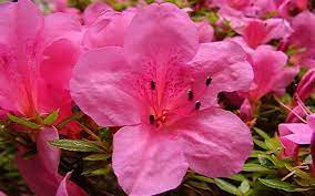 Chinzan Is A Satsuki Hybrid Azalea That Produces Some Of The Hottest Pink Flowers You Ve Ever Seen The Flow Azaleas Hot Pink Flowers Dwarf Evergreen Shrubs