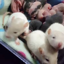 Search results for baby dumbo rats pets and animals for sale in massachusetts. Best Friendly Pet Rats For Sale For Sale In Scarborough Ontario For 2021