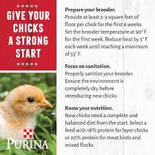 How To Start Raising Chickens | Purina Animal Nutrition