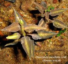 Image result for Cheirostylis