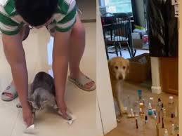 Animals that got the photoshop treatment. Vets Say Pet Fail Videos May Be Harmful To Animals Long Term Health