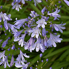 Image result for Agapanthus codii