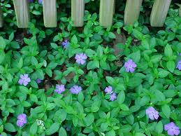 Image result for Vinca minor