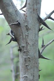 Image result for Acacia cornigera