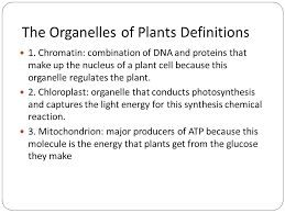 Check spelling or type a new query. The Organelles Of The Plant Cell Warm Up Watch The Video On The Organelles Or Parts Of The Plant Cell Then Write Down 5 New Things You Learned About Ppt Download
