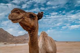 Dromedary camels, which have one hump camels' humps consist of stored fat, which they can metabolize when food and water is scarce. Camel Desert Blue Sky Free Photo On Pixabay