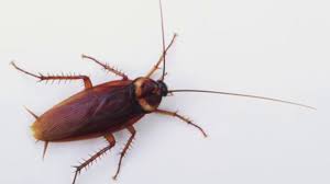 To keep the problem at bay, and to keep treatment costs down, call an exterminator the first time you see a cockroach. Cockroach Exterminator Cost Find The Estimates To Roach Exterminator