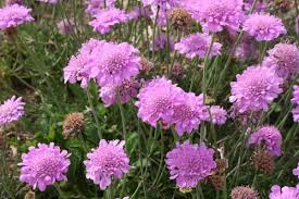 Scabiosa Columbaria Pink Mist Garten Tauben Skabiose Reizender Neuer Dauerbluher Mit Kraftig Rosa Blutenkopfchen Sehr Schon In 2020 Schnittblumen Skabiose Stauden