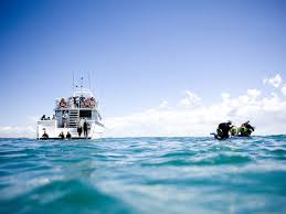 Moonraker dolphin swims specialises in offering guests the chance to encounter wild bottle nose dolphins, australian fur seals, and beautiful colorful fish in pristine marine parks. Tours Mornington Peninsula Victoria Australia
