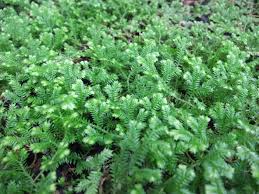 Image result for Selaginella molliceps