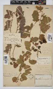 Image result for Rhynchosia monophylla