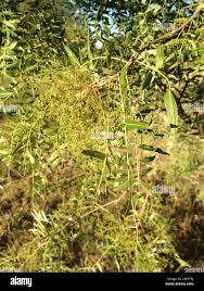 Image result for Schinopsis