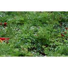 Image result for Adiantum schweinfurthii