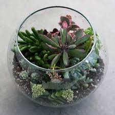Our product range includes a wide range of thelocactus macdowellii, parodia leninghausii, parodia magnifica, mammillaria, cactus and succulents and lophophora. Succulent Terrarium Workshop Virtual Red Butte Garden At Online Virtual Space Online Virtual Ut Outdoor Recreation